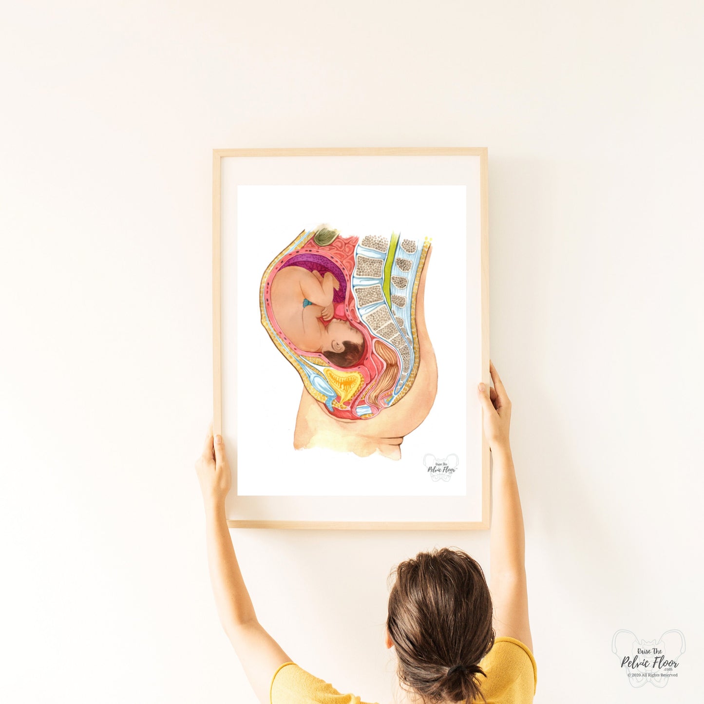 Pregnant Fetus In Womb Art Medical Office Decor | Pelvic Floor, Lumbar spine, Baby, Bladder | Physical Therapist, OBGYN, RN Doula, Midwife