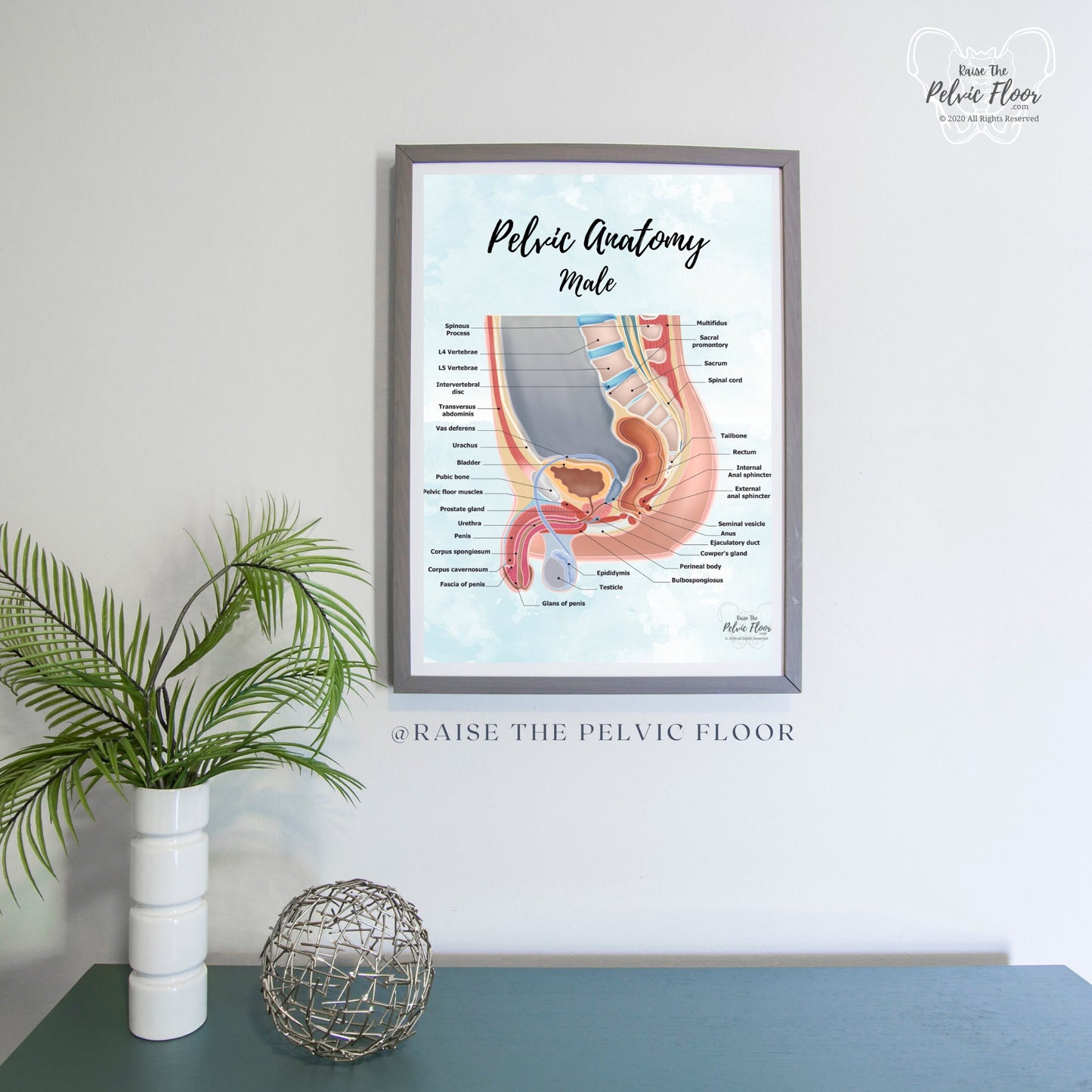 Male Pelvic Anatomy Poster Art Print | Sagittal/ Side view | Penis, Prostate, Testicle, Scrotum, Rectum, Pelvic Floor Anatomy, Prostatectomy