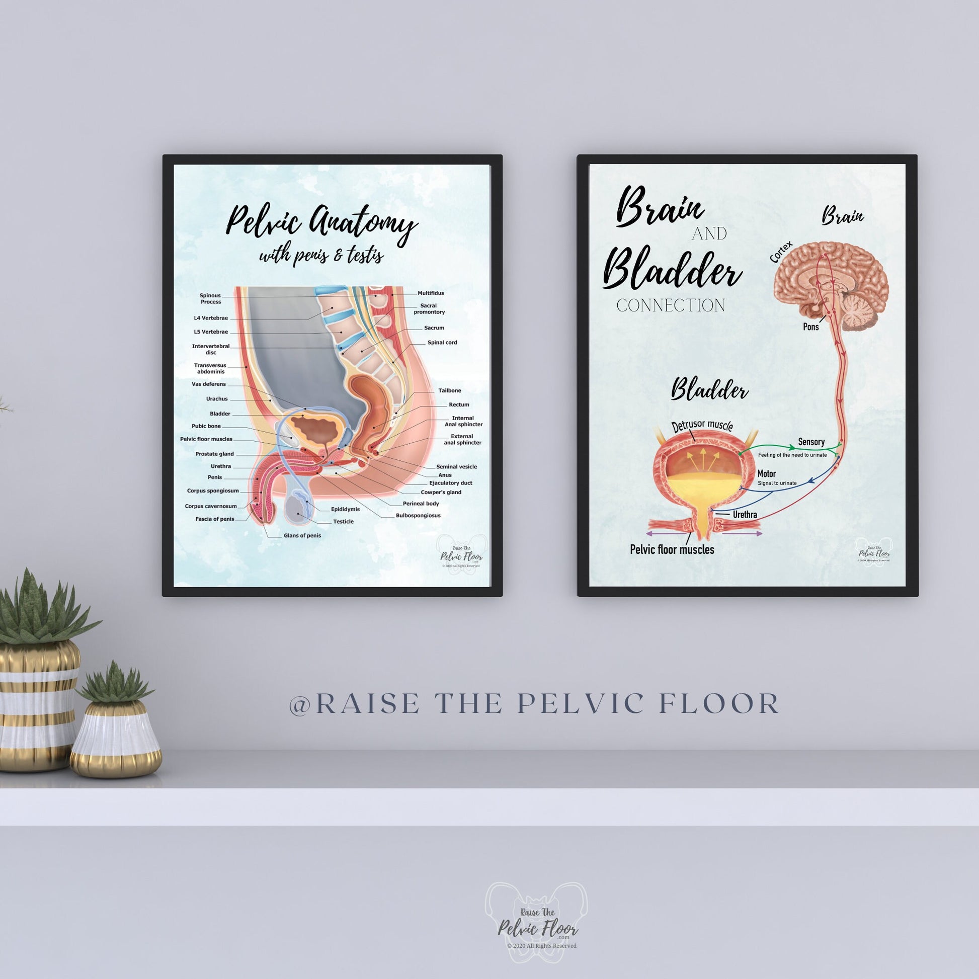Pelvic Anatomy Poster Art Print- Gender Sensitive | Educational Artwork of Penis, Testis, Prostate, Bladder, Rectum and Hip | Prostatectomy