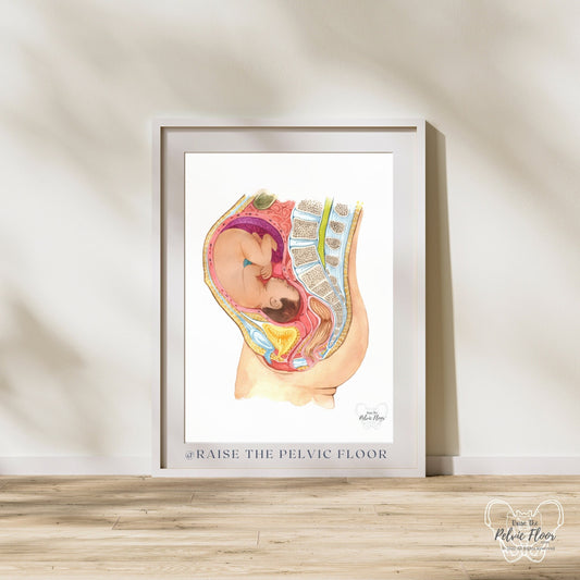 Pregnant Fetus In Womb Art Medical Office Decor | Pelvic Floor, Lumbar spine, Baby, Bladder | Physical Therapist, OBGYN, RN Doula, Midwife