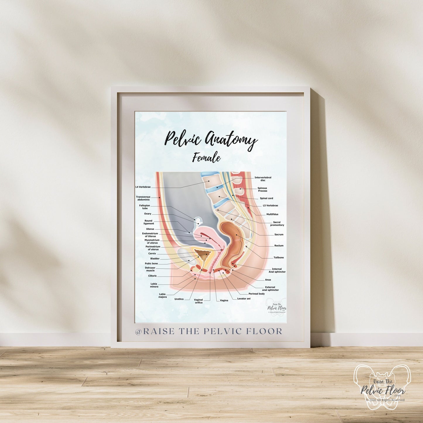 Female Pelvic Anatomy Poster Art | Sagittal/ Side view | Vagina, Uterus, Rectum, Pelvic Floor Anatomy