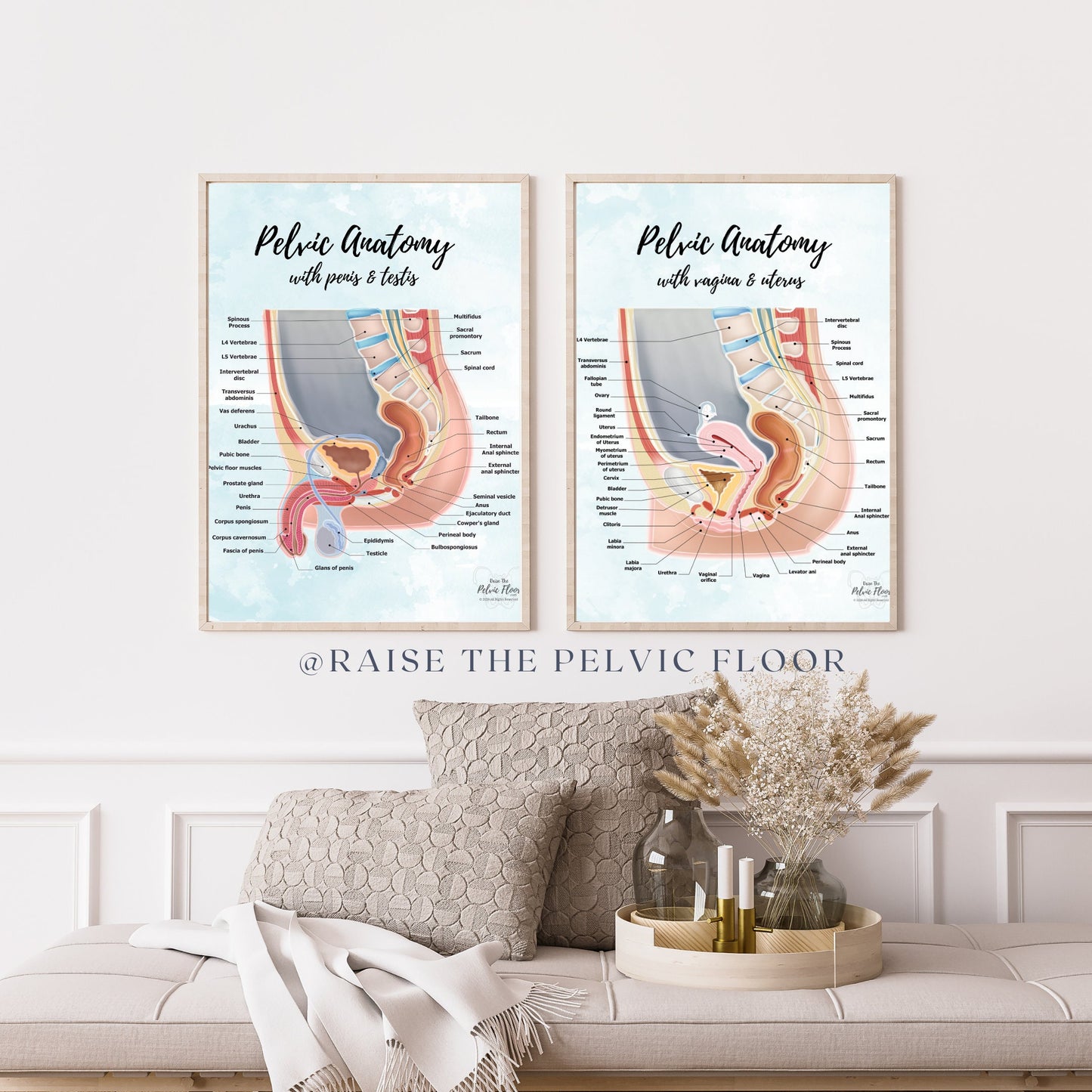 Gender Neutral Pelvic Cavity Anatomy Poster Art | Sagittal Side View | Pelvic Floor, Uterus, Ovary, Bladder, Rectum, Vertebrae Art