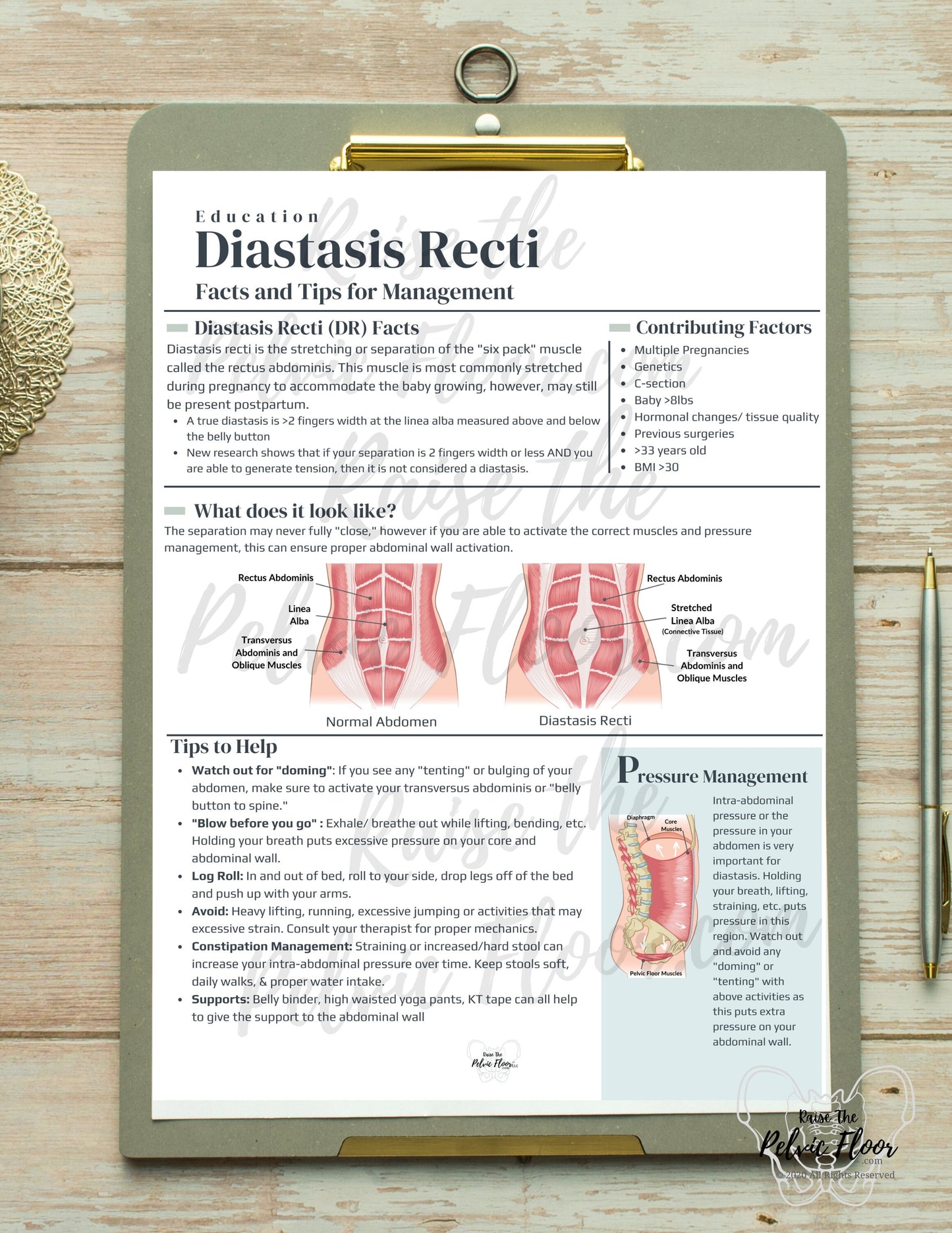 Diastasis Recti Patient Education Handout PDF Digital Download | Postpartum Core Muscles- Pelvic Floor Health Practitioner resource flyer