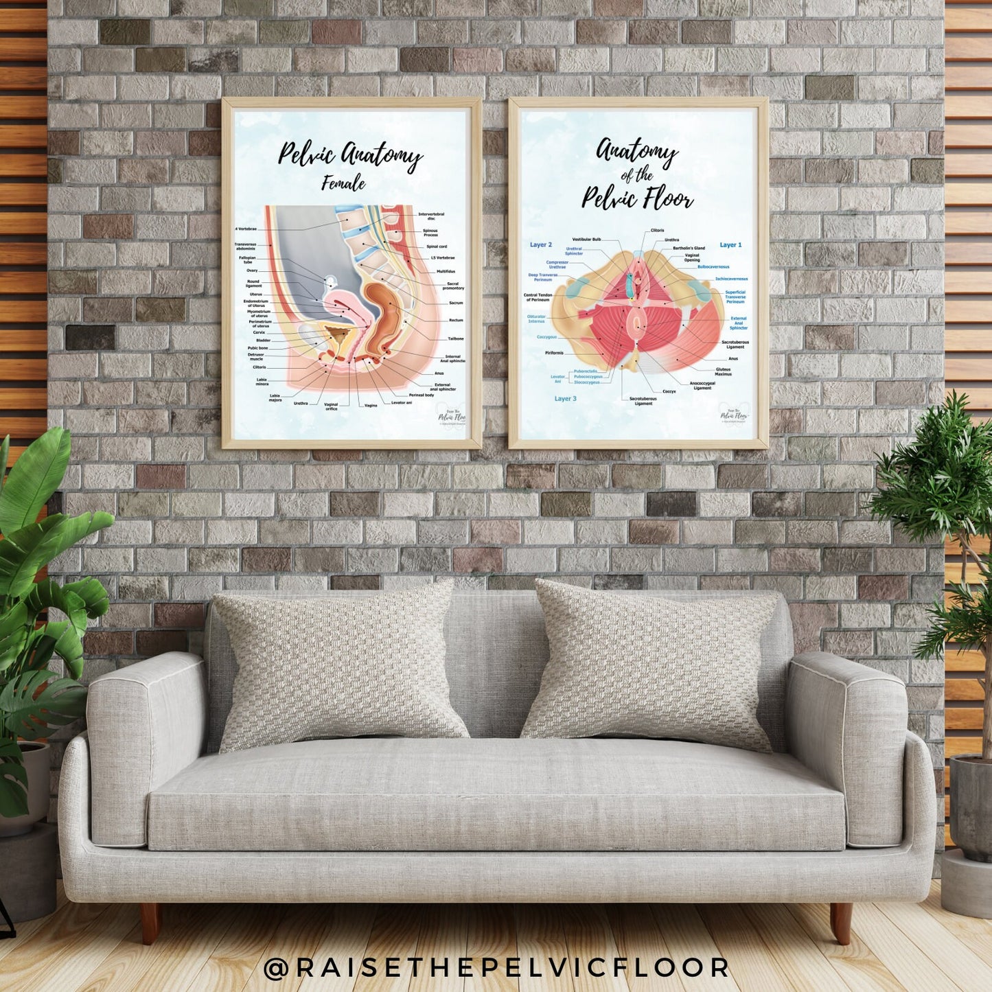 Set of 2- Pelvic Floor Muscle Anatomy and Side View of Pelvic Organs Educational Medical Art Poster | Bladder, Vagina, Kegel, Levator Ani